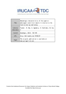 Title Morphologic characteristics of the superior pharyngeal