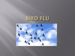 Bird flu - Mrs. Alfred