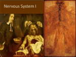 Nervous System I