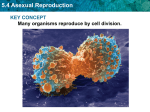 5.4 Asexual Reproduction Binary fission is similar in function to
