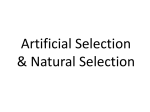 Artificial selection - 7sciencewithmcmillan