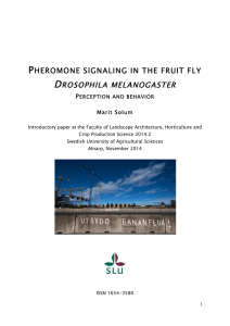 Pheromone signaling in the fruit fly Drosophila