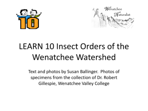 LEARN 10 Insects STUDY SHEETS