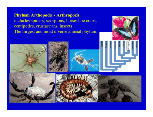 Phylum Arthopoda - Arthropods includes spiders, scorpions