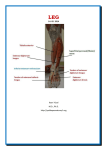 Dr. Kaan Yücel http://yeditepeanatomy1.org Leg leg 14. 05. 2014