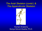 Ch7-8.Axial._.Appendicular.Skeleton