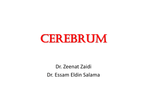 CEREBRUM 2013