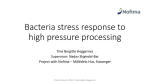 Bacteria stress responce to high pressure processing