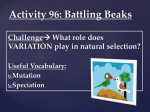 Activity 96: Battling Beaks