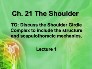 Ch. 21 The Shoulder