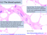 Heart and blood ppt
