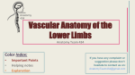 Vascular Anatomy of the Lower Limbs