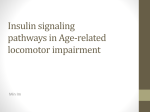 Roles of insulin signaling pathways in Age