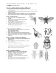 Homoptera (informal name) Suborder Auchenorrhyncha (cicadas