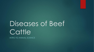 Diseases of Beef Cattle