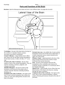 Right Brain and Left Brain Hemisphere
