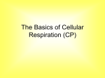 Basics of Cell Respiration PowerPoint