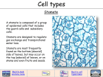 Stomate cells
