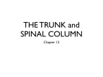 THE TRUNK and SPINAL COLUMN