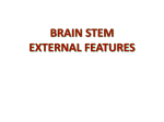 08Brain_stem-External_Features