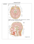 Brainstem parts External features