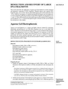 Agarose Gel Electrophoresis