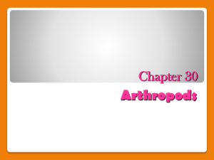 Ch 26 Arthropod Notes