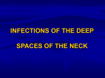 Superficial layer of the deep cervical fascia