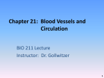 Chapter 21: Blood Vessels and Circulation