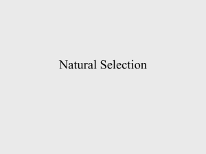 Natural Selection