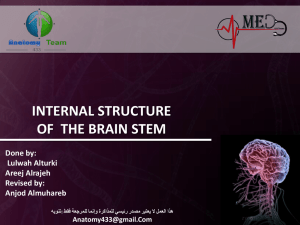 internal structure of the brain stem