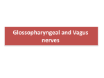 Glossopharyngeal and Vagus nerves 32