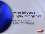 Avian Influenza - High Pathogenic