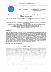 Macroanatomy of the Azygos Vein: A Comparative Description