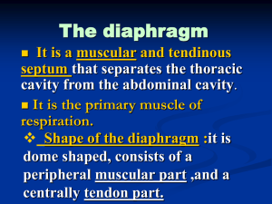 02-diaphragm-master_Dr.Sanaa