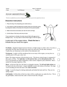 Bullfrog Dissection