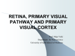 retina, primary visual pathway and primary