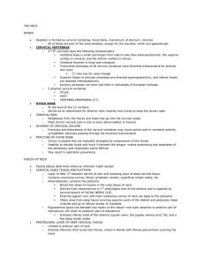 THE NECK BONES Skeleton is formed by cervical vertebrae, hyoid