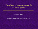 The Effects of Invasive Green Crabs on Native Species, presentation