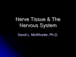 autonomic and somatic nervous systems