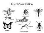 Insect Classification