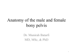 Gross Anatomy of the male and female bony pelvis