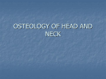 osteology of head and neck