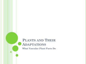 What Vascular Plant Parts Do