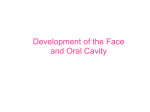 Development of the Face and Oral Cavity Development of the Face