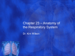 Chapter 23 * Anatomy of the Respiratory System