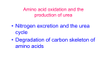 amino acids cannot be stored. During starvation or in diabetes