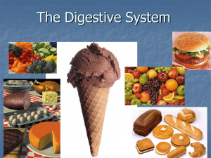 The Digestive System Chapter 16