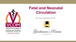 Four Shunts in Fetal Circulation