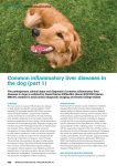 Common inflammatory liver diseases in the dog (part 1)